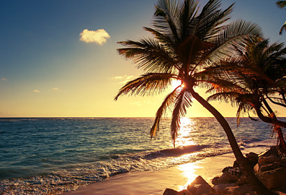Fototapeta Palm tree on the tropical beach 24841